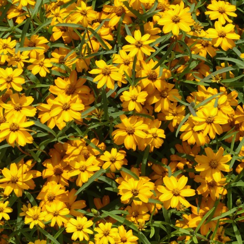 Star Gold Zinnia angustifolia flowers