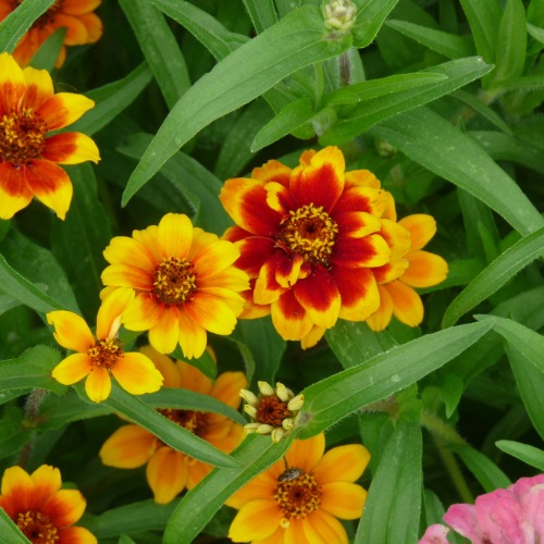 Flowers of Zinnia haageana Persian Carpet