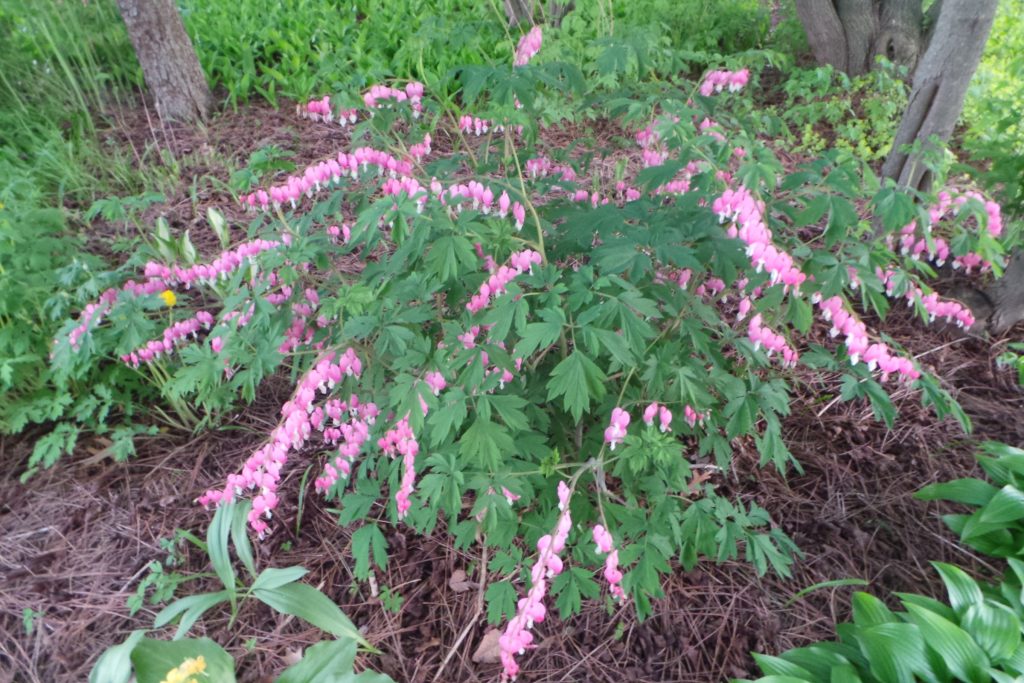Plant bleeding heart in light shade for best results.