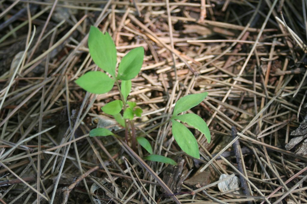 Seedling D. spectabilis