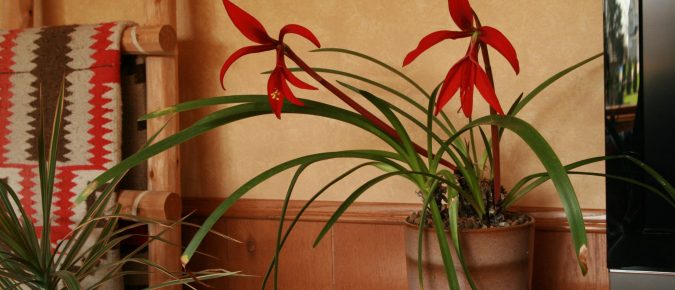 Aztec Lily, Sprekelia formosissima