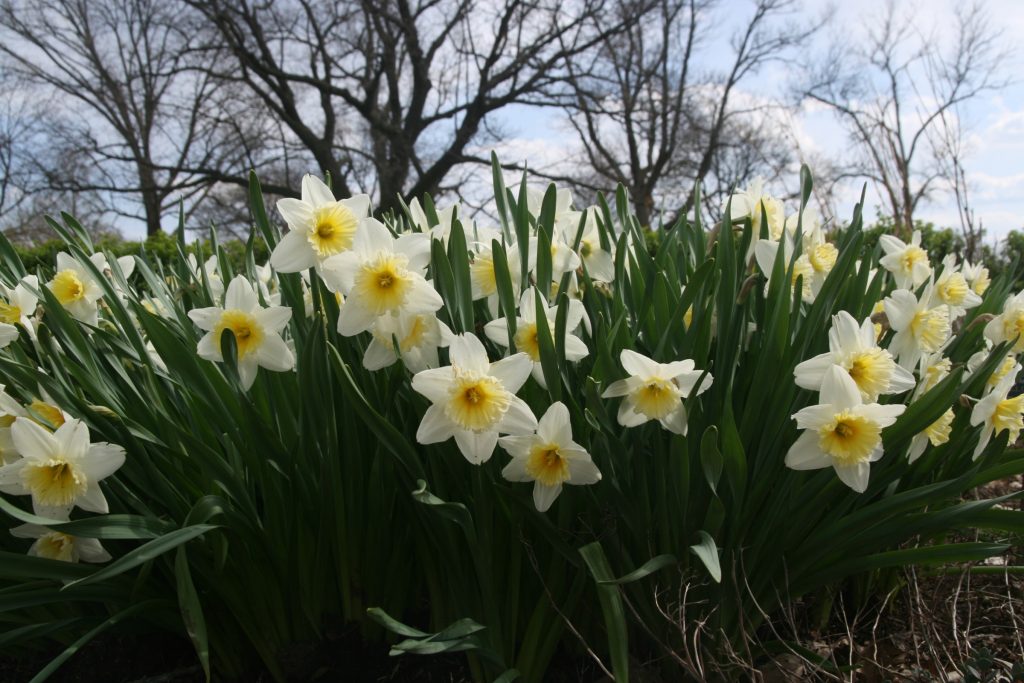 Non-Yellow Daffodils