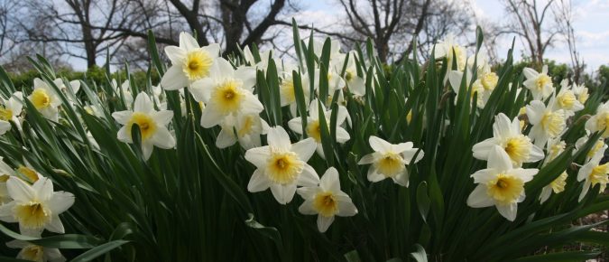 Non-Yellow Daffodils