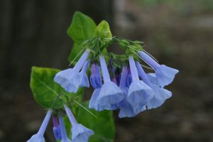 Virginia Bluebells, Mertensia virginica – Wisconsin Horticulture