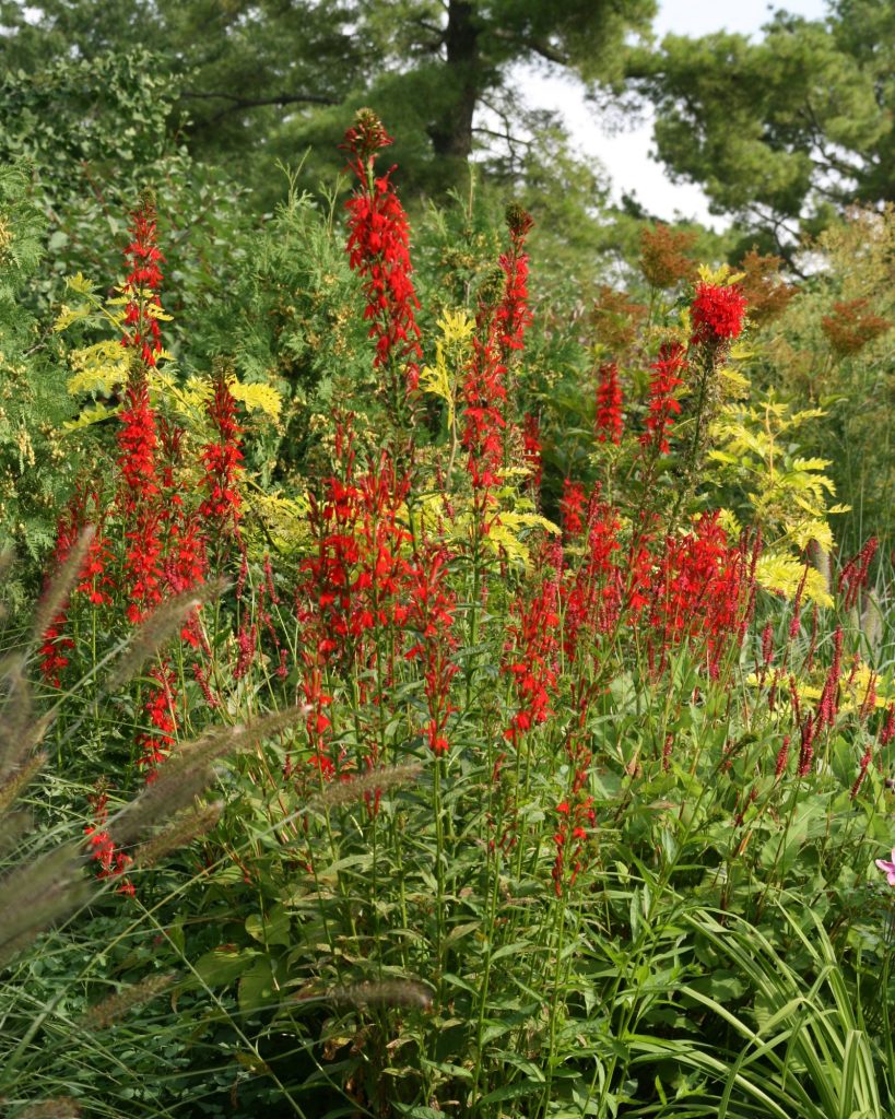 Red Cardinal flower in bloom.