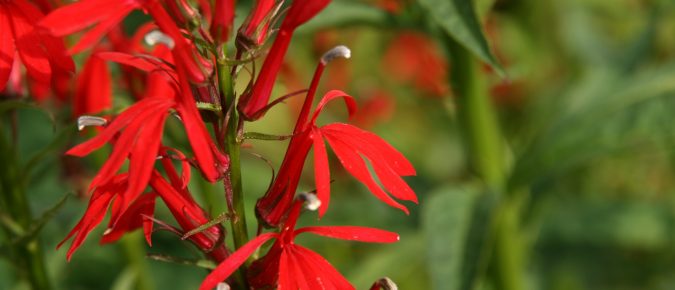 Cardinal Flower, Lobelia cardinalis