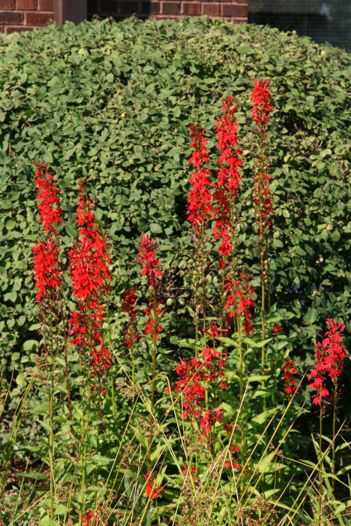Red cardinal flower with a dense thicket of green foliage in the background.