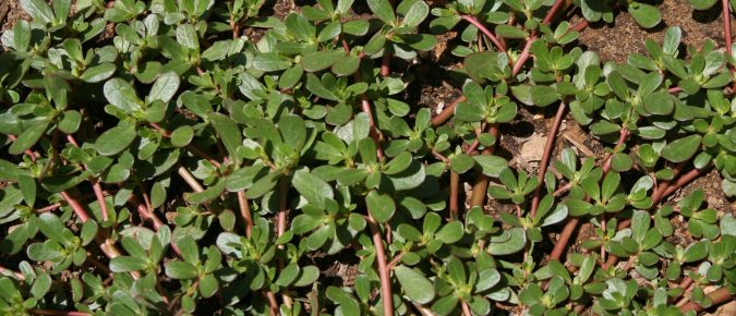 Common Purslane, Portulaca oleracea