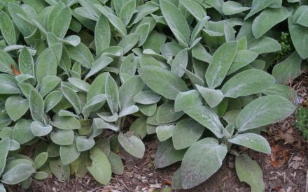 <em>Stachys byzantina</em> ‘Big Ears’