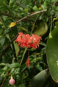 Hibiscus schizopetalus – Wisconsin Horticulture