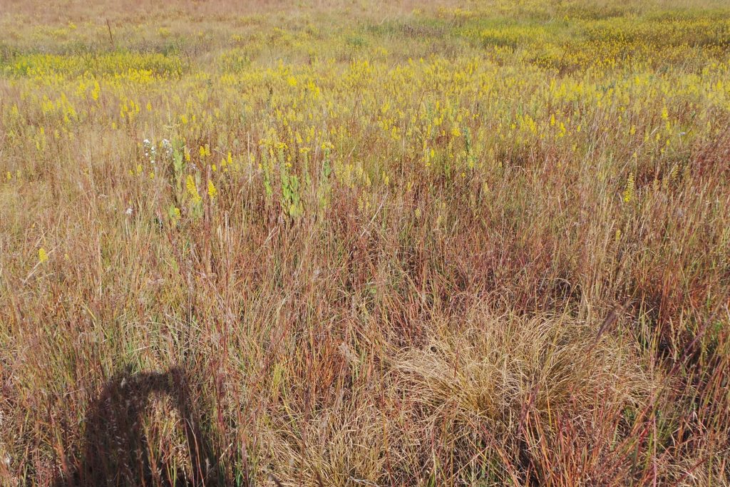 Planting and Managing Your Own Prairie