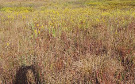image of prairie grasses