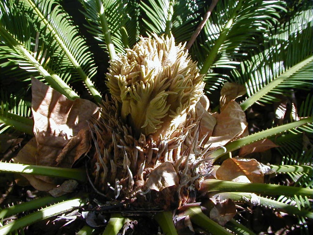 Cycads