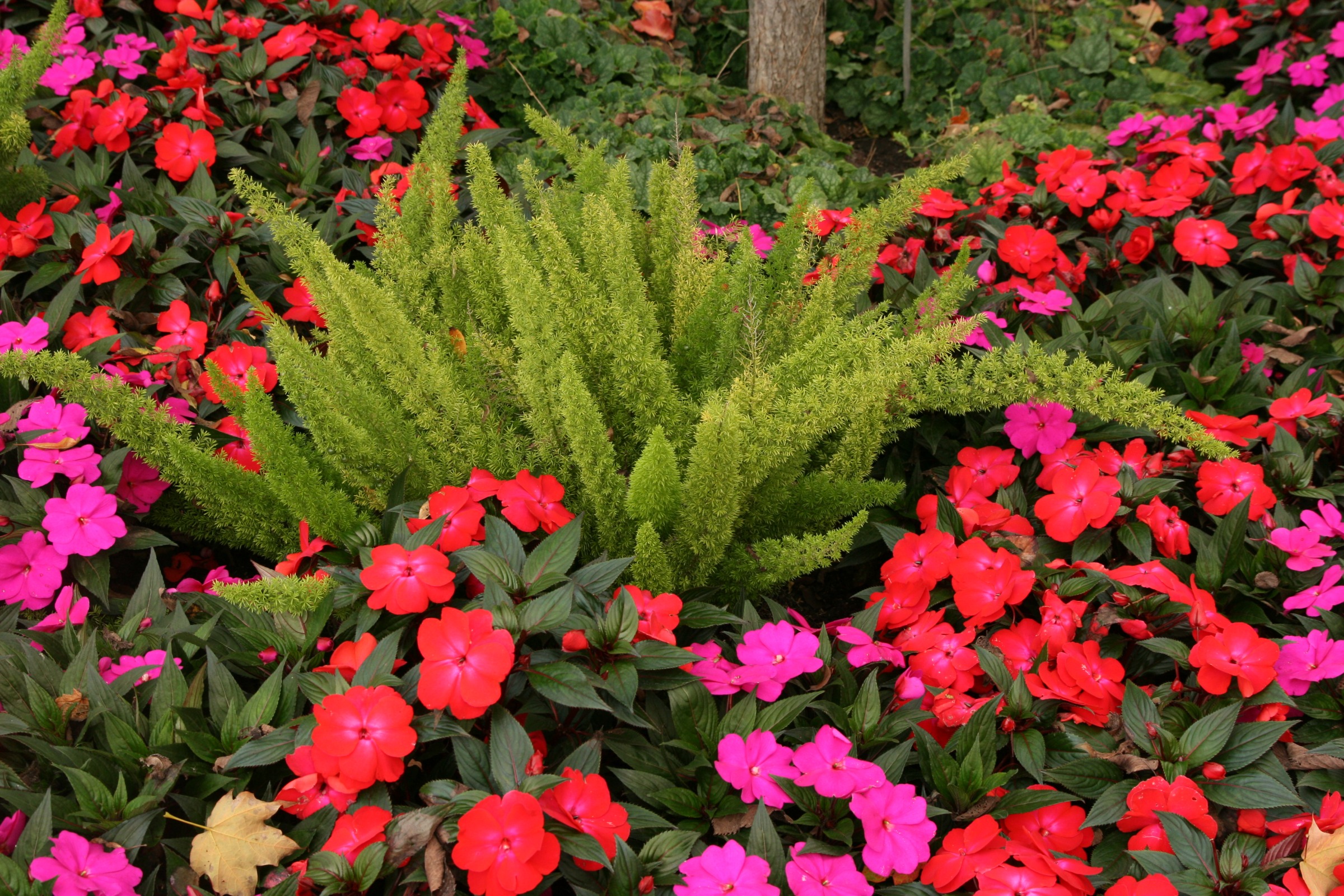 Asparagus fern growing among red and magenta flowers