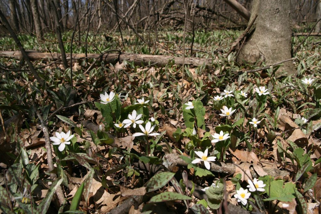 Bloodroot and trout lilies in a woodland in southern Wisconsin.