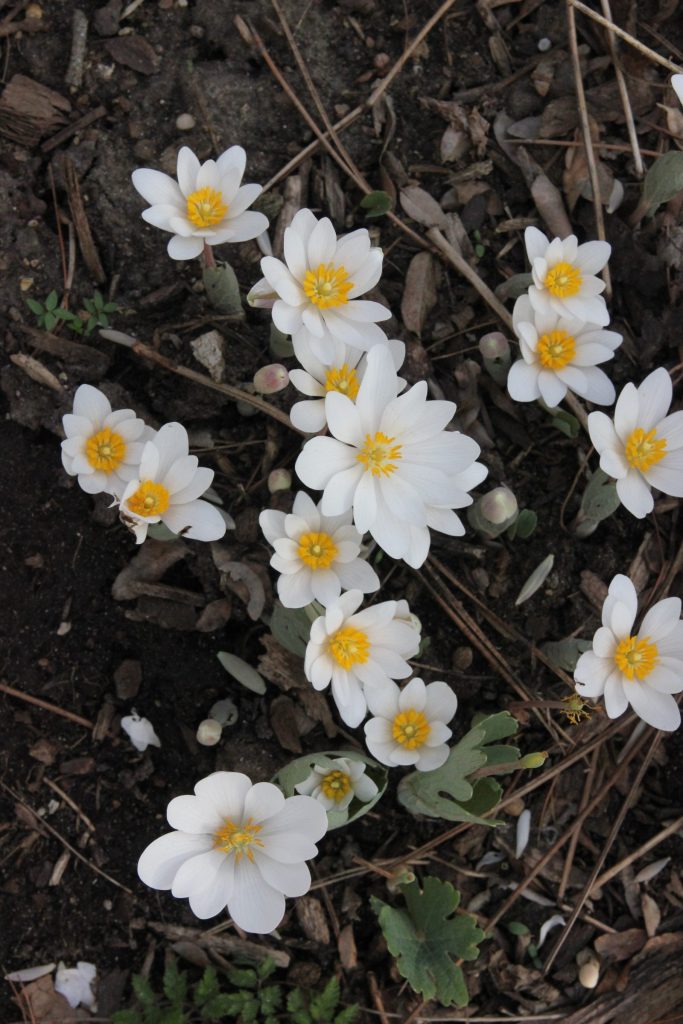 A cluster of approximately 15 small white bloodroot flowers blooming in early spring.