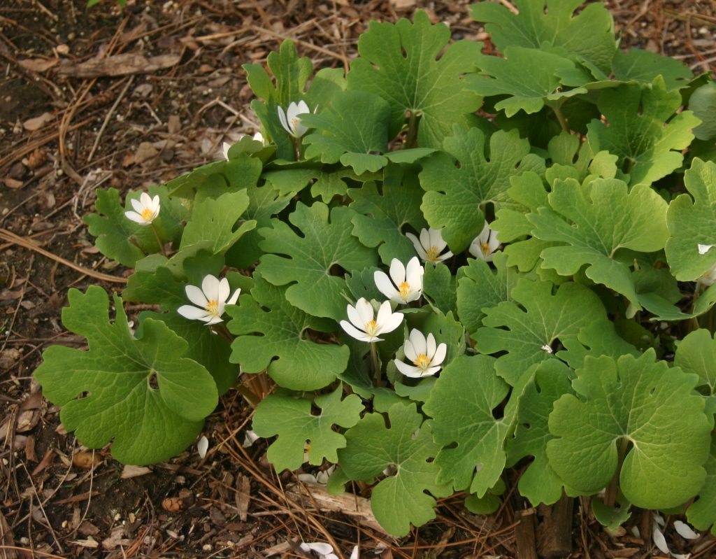 Bloodroot in late bloom.