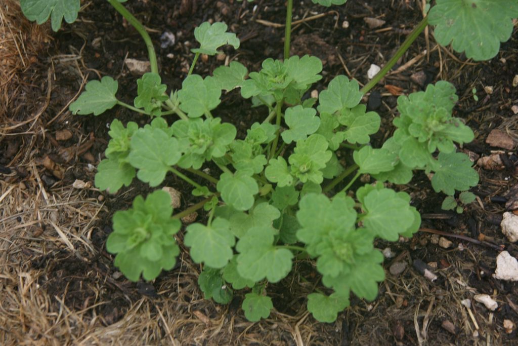 Henbit, Lamium amplexicaule