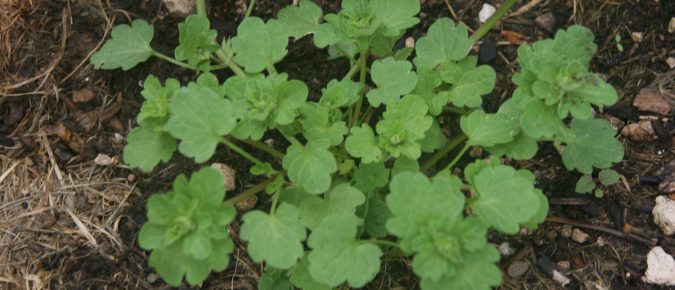 Henbit, Lamium amplexicaule