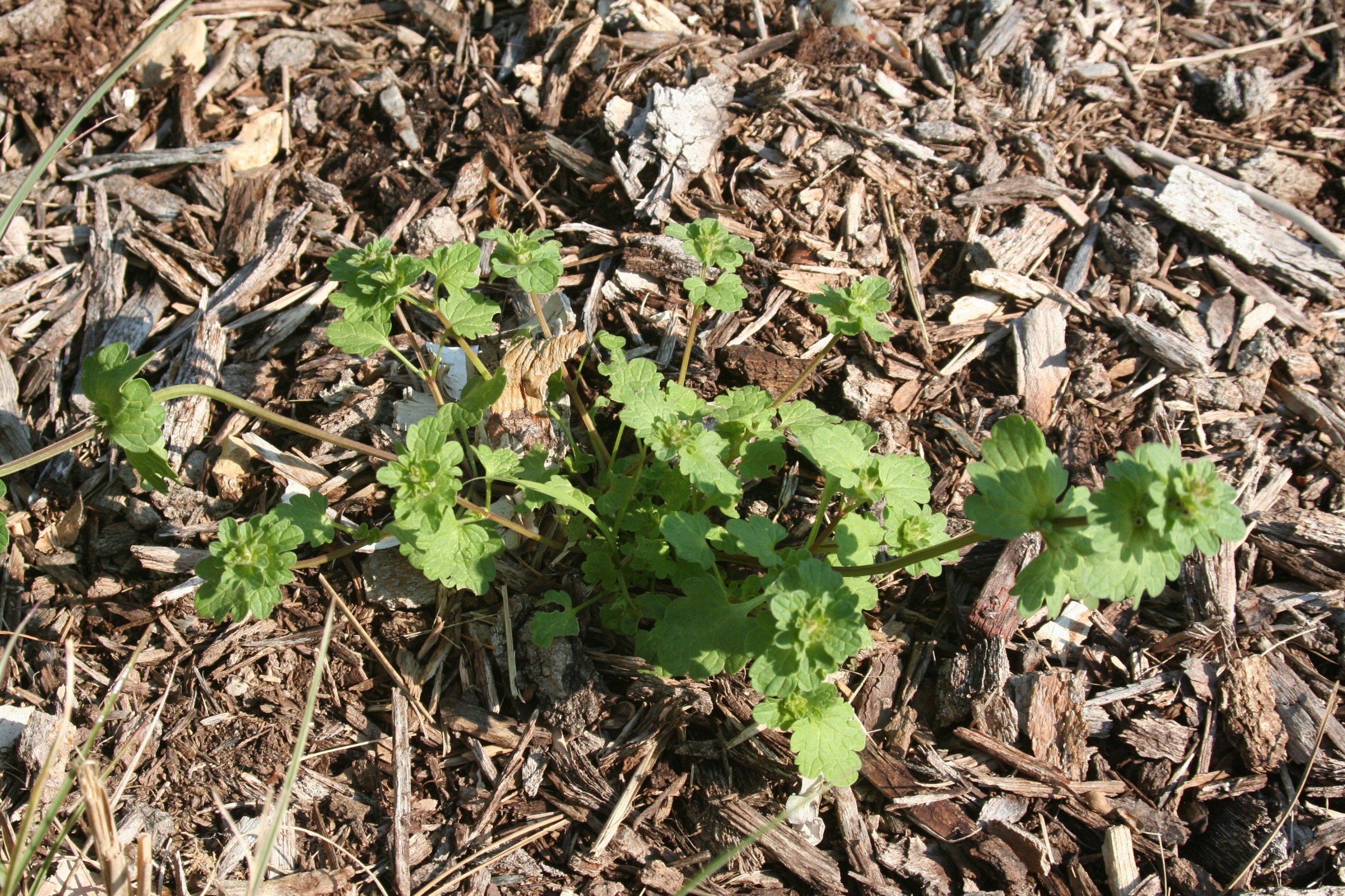 image of plant