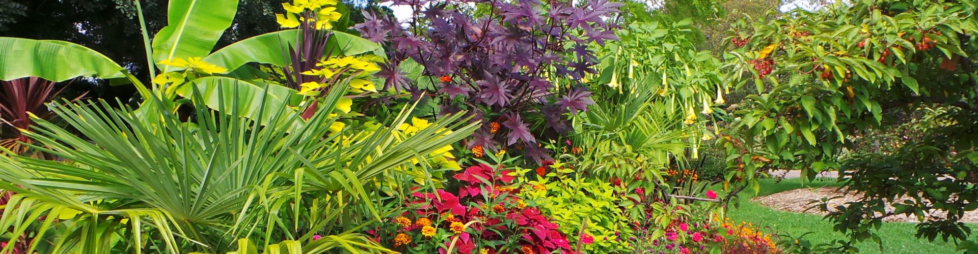 image of plant