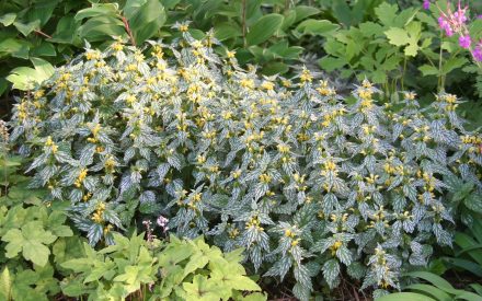 image of plant