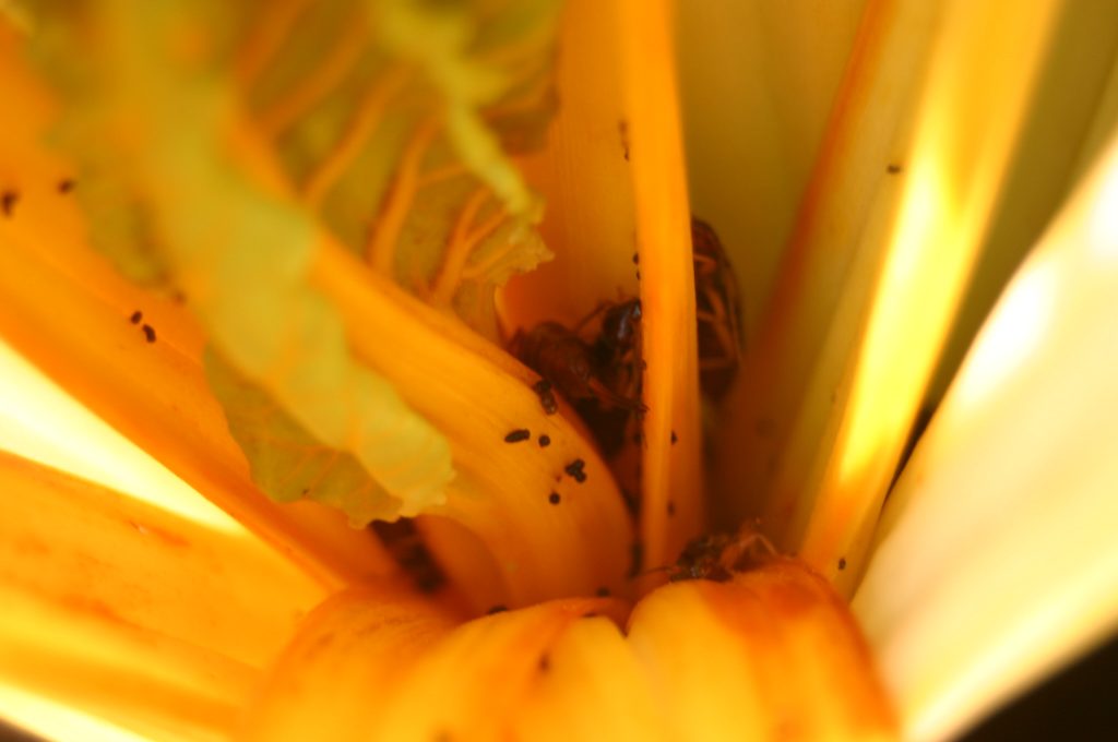 Earwigs