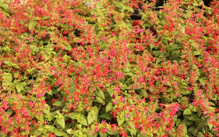 image of plant