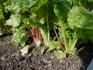 Swiss Chard Wisconsin Horticulture
