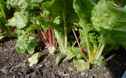 Swiss Chard