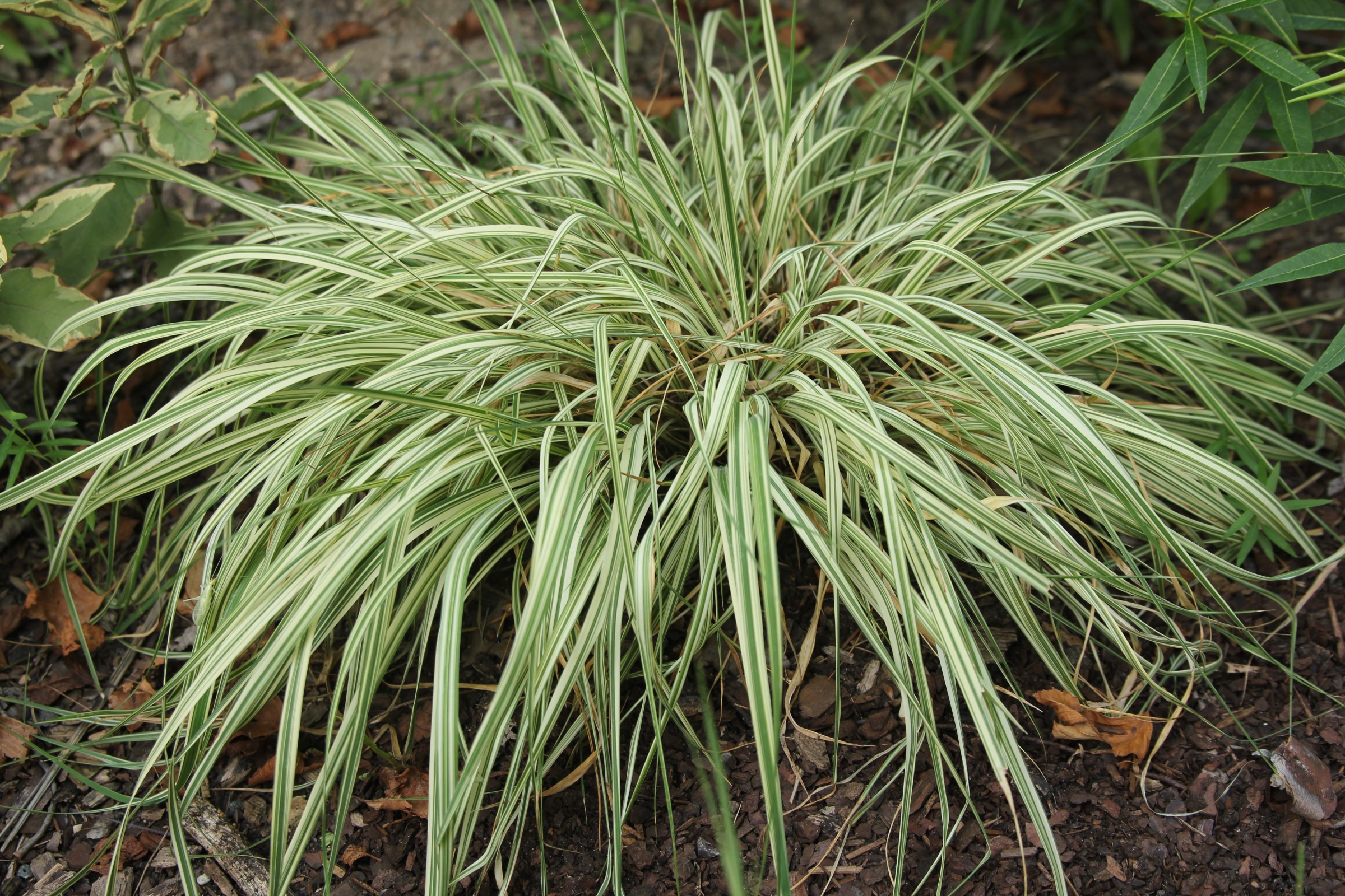 image of plant