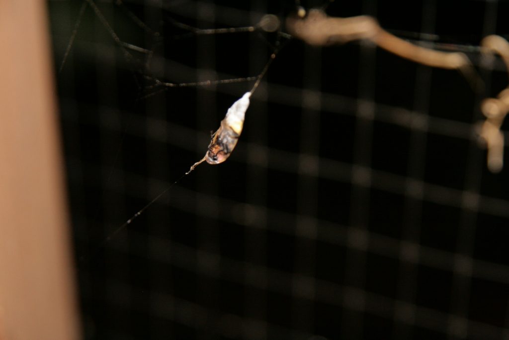 Garden Spiders