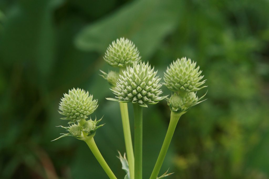 Rattlesnake Master, Eryngium yuccifolium
