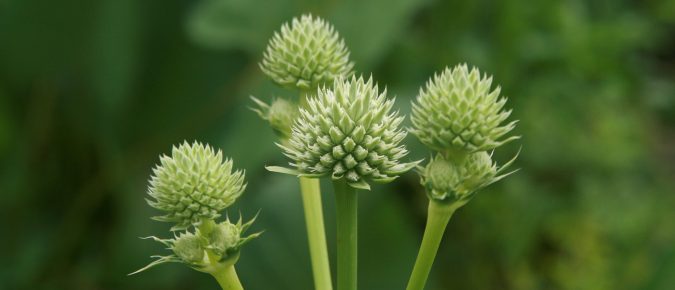 Rattlesnake Master, Eryngium yuccifolium