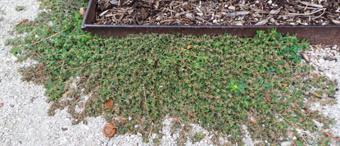 Spotted Spurge, Chamaesyce (=Euphorbia) maculata