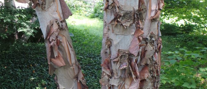 River Birch, Betula nigra