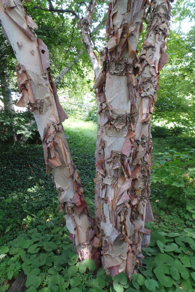 River Birch, Betula nigra