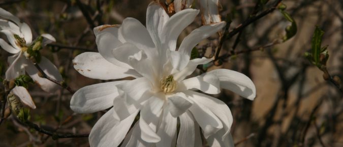 Star Magnolia, Magnolia stellata
