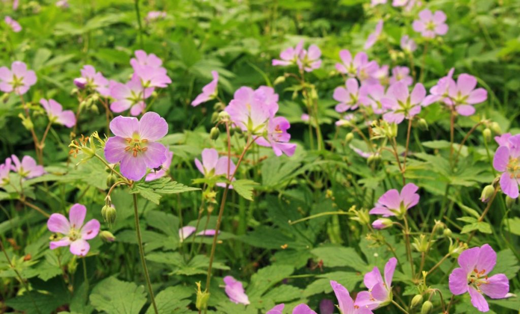 Wild Geranium, Geranium maculatum
