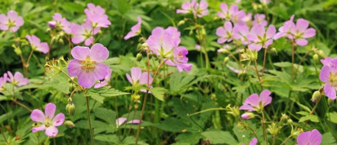Wild Geranium, Geranium maculatum