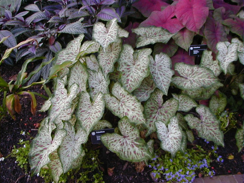 Caladiums