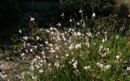 Gaura, <em>Oenothera (Gaura) lindheimeri</em>