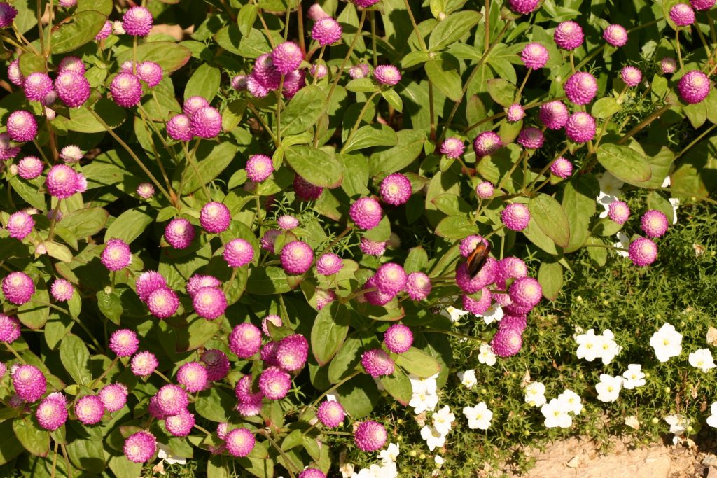 Gomphrena ‘Fireworks’