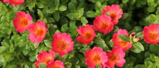 Moss Rose, Portulaca grandiflora
