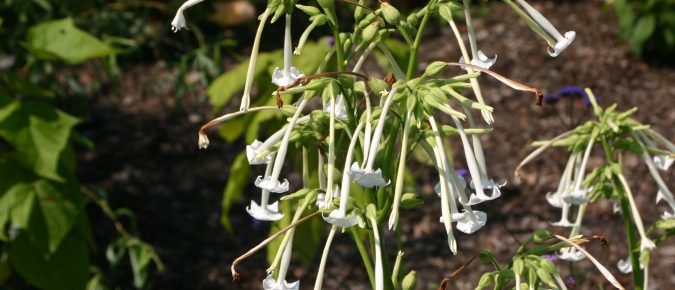 Flowering Tobacco, Nicotiana sylvestris