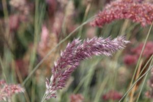 Melinis nerviglumis: Raise a Glass to Pink Crystals® Ruby Grass