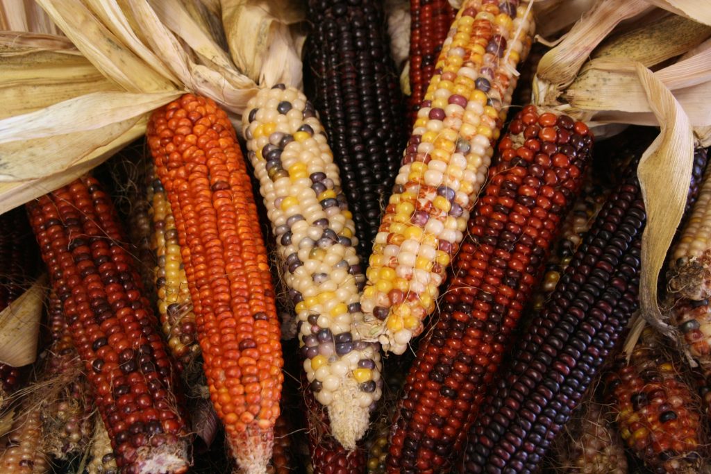 Indian Corn