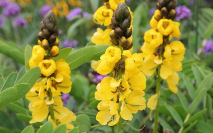 Wild (2014 film) visual data 3