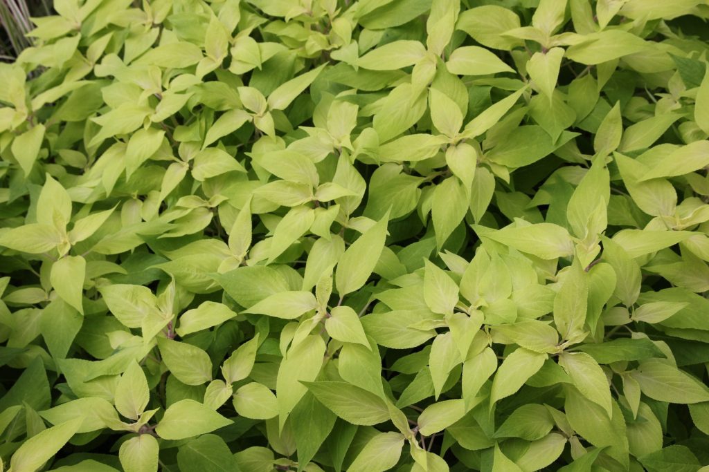 Pineapple sage, Salvia elegans