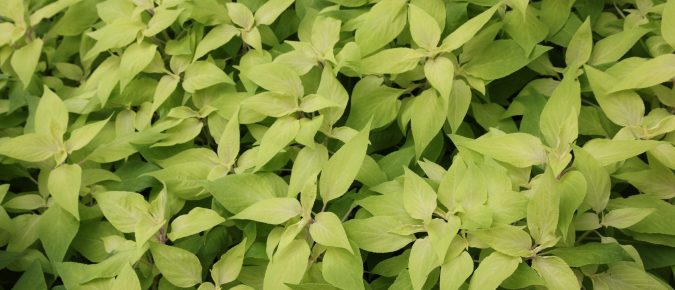 Pineapple sage, Salvia elegans